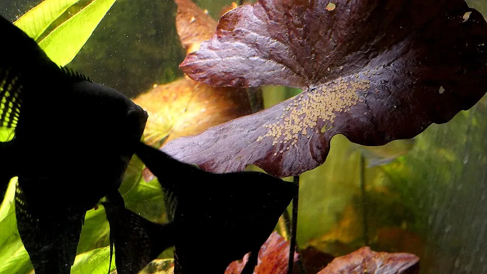 Ein melanistisches Segelflosser (Pterophyllum scalare) Paar mit Gelege.