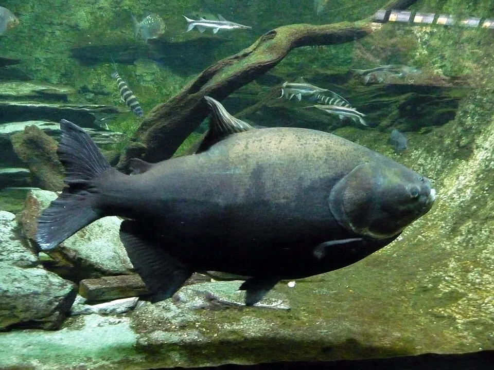 Piaractus brachypomus