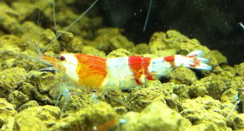 กุ้งคริสตัลเรดลายแดงขาวคลานบนพื้นหินในตู้