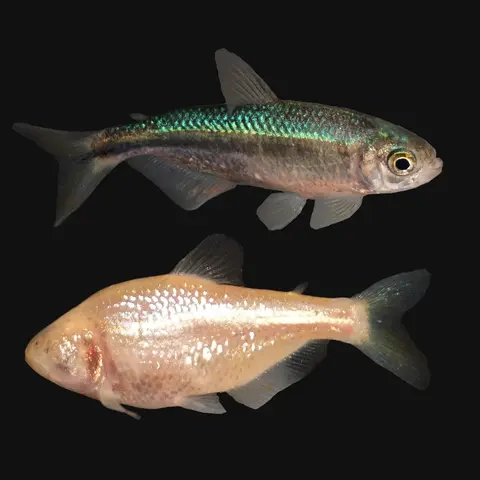 Blind Cave Tetra