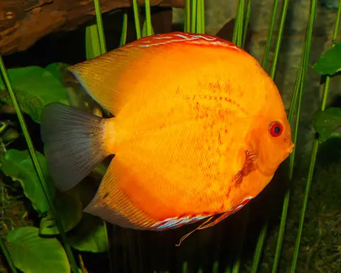 Cá đĩa màu cam vàng trong bể thủy sinh