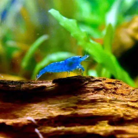 กุ้งเชอร์รี่สีน้ำเงินบนขอนไม้ในตู้ไม้น้ำ