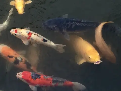 ฝูงปลาคาร์ปหลายสีว่ายในบ่อมืด