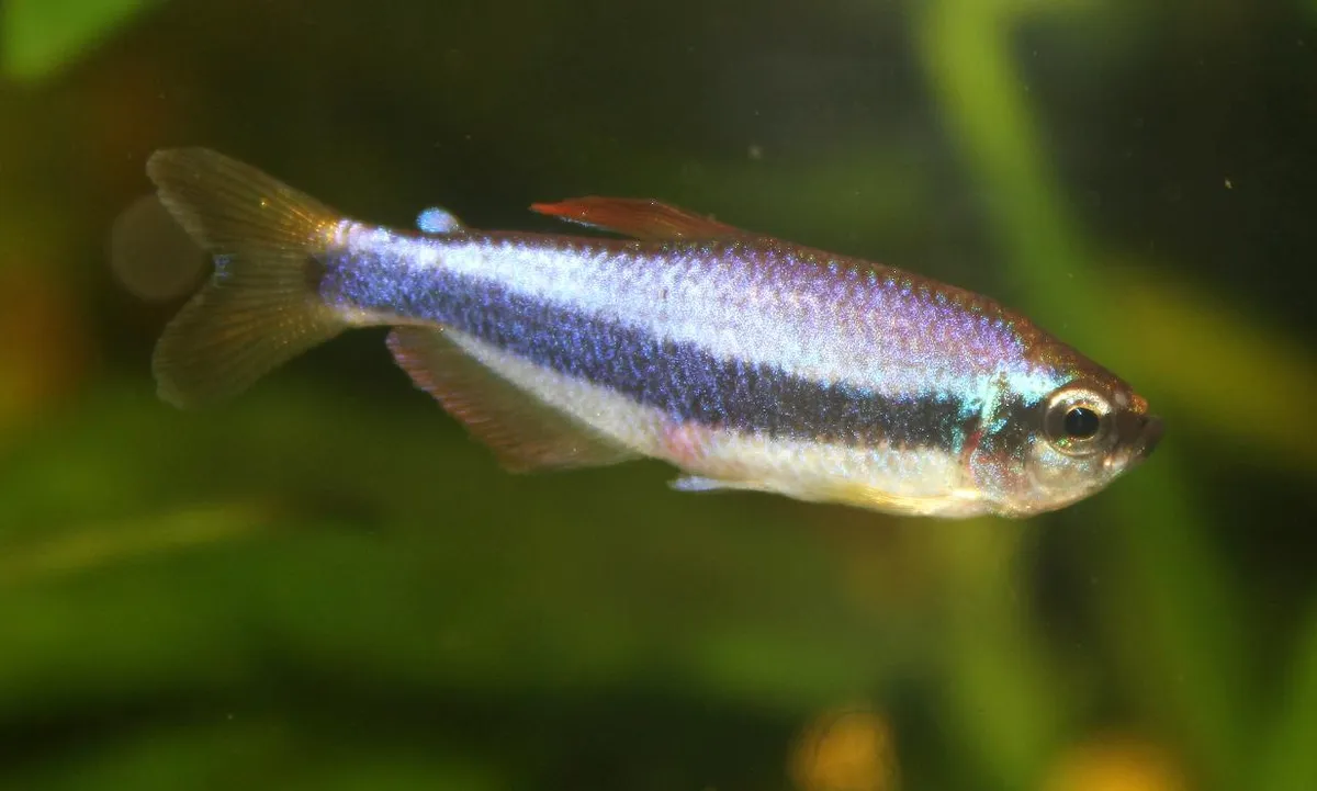 Blue Emperor Tetra, Inpaichthys kerri