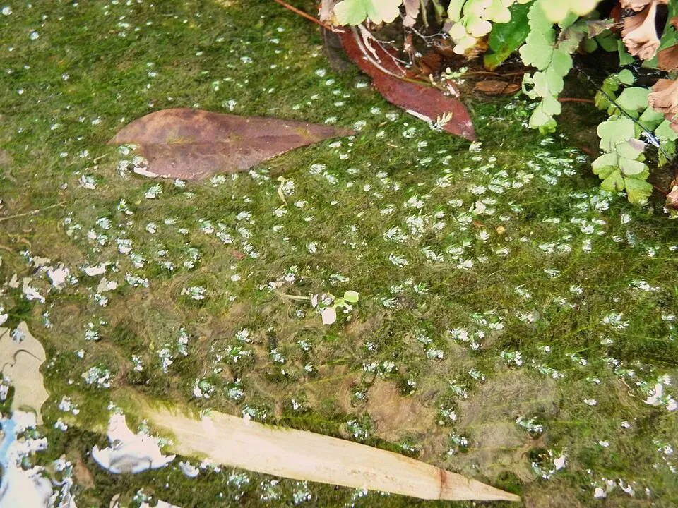 Rêu Leptodictyum riparium, Leptodictyum riparium