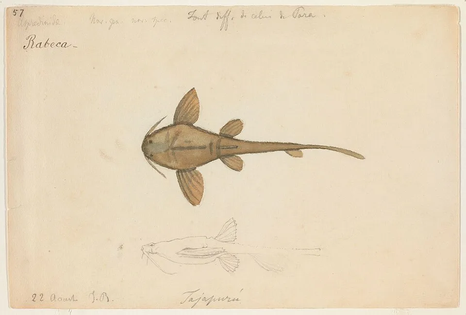 Taxonomic Classification: Animalia--Aspredinidae--Bunocephalus coracoideus (Cope 1874). Common Name: Banjo catfish