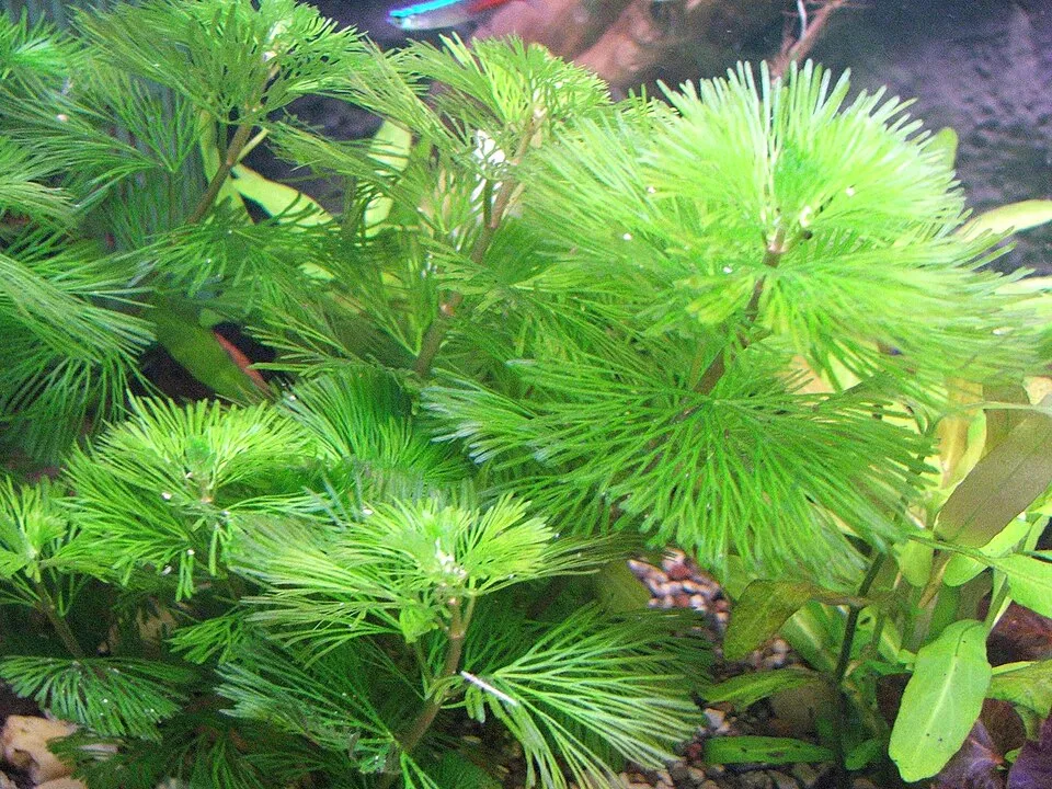 Category:Cabomba aquatica