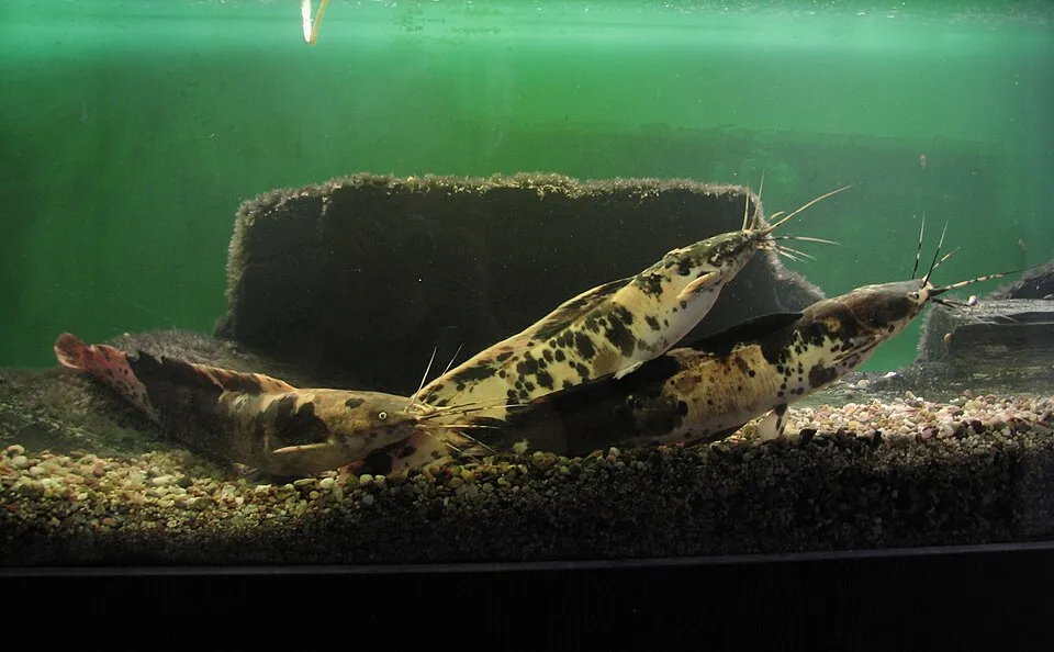 Clarias batrachus in aquarium of ZOO Brno, Czech Republic