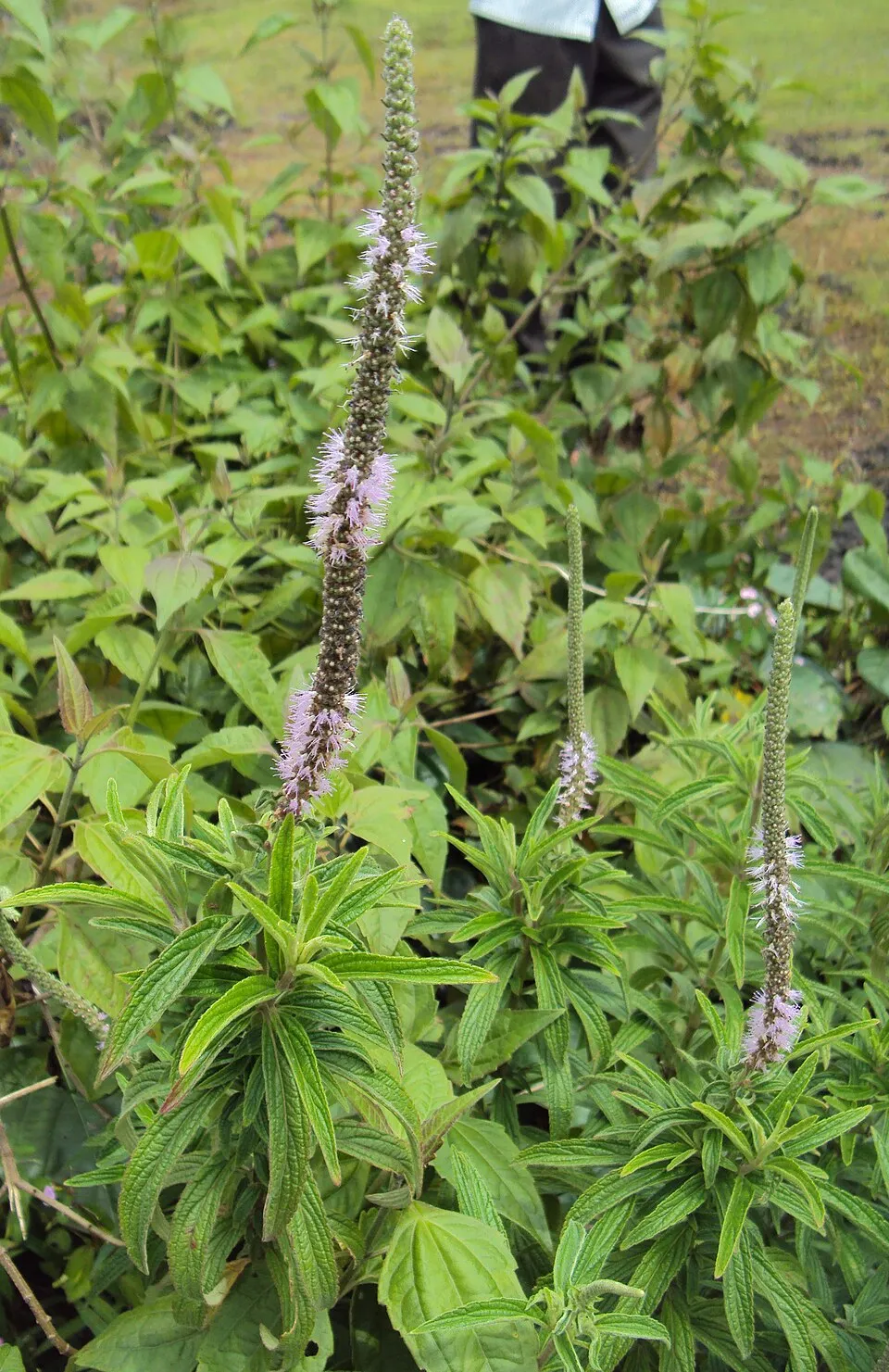 Pogostemon quadrifolius