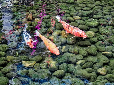 ปลาคาร์ปสีแดงขาวว่ายในลำธารหินกรวด