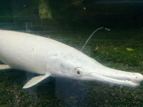 Ikan aligator