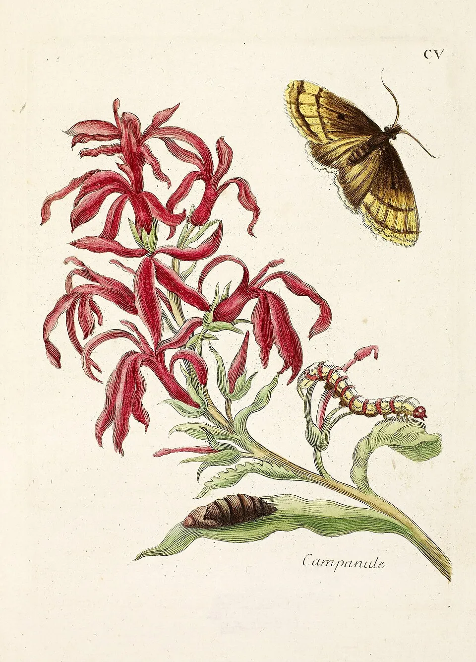 Lobelia cardinalis L. (1753)