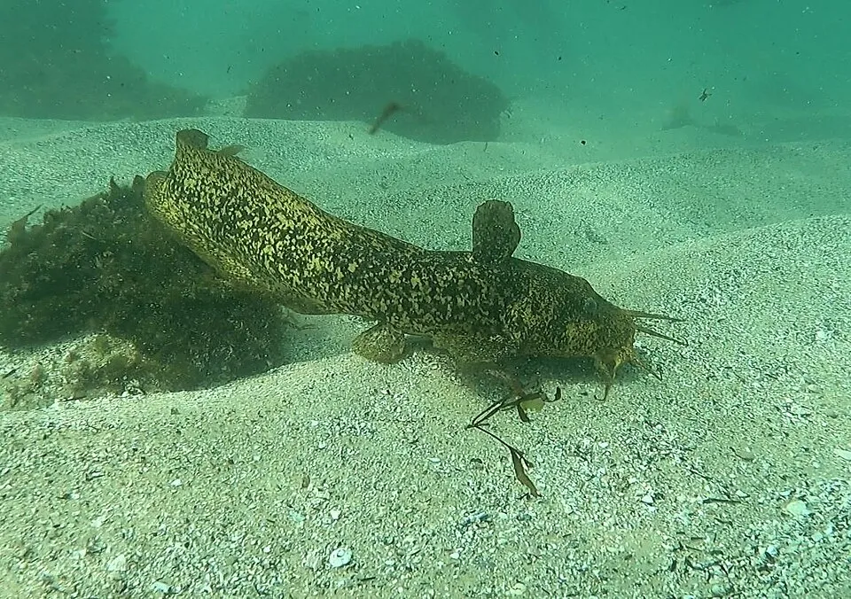 Estuary Cobbler (Cnidoglanis macrocephalus) in Australia