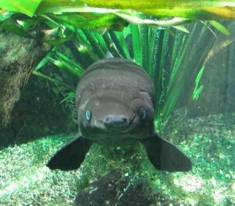 Ikan aligator