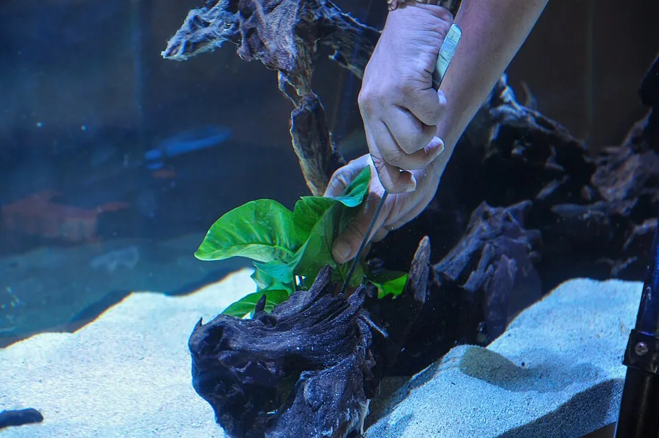 Aquascapist Planting Anubias on Driftwood
