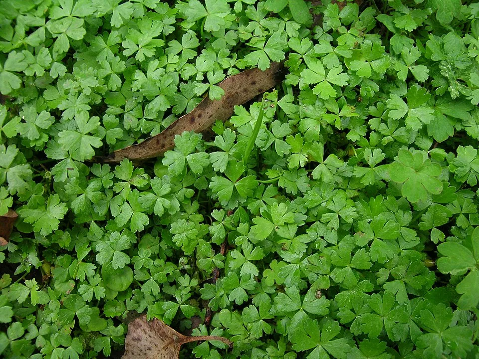 Native, warm-season, perennial, low-growing (2-10 cm tall) herb that spreads by runners. Leaves (mostly 4-10 mm wide) are somewhat glossy, sparsely hairy, usually deeply divided into 3 segments; often