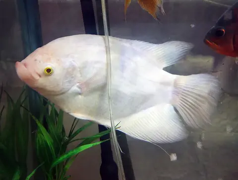 Oscar albino putih di akuarium dengan tanaman air