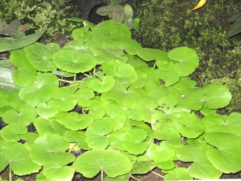 Cải nước lyrata, Cardamine lyrata