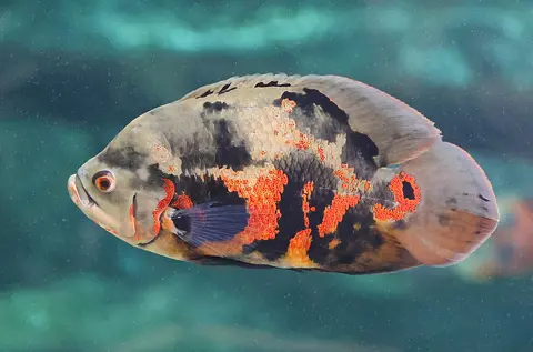 Oscar merah hitam berenang di akuarium berair biru