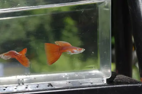 Guppy jantan berekor merah di akuarium kaca berlatar biru