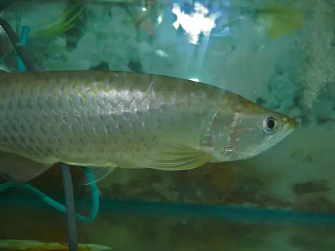 Arwana Irian