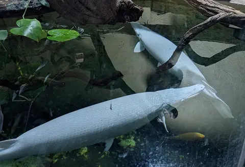 Ikan aligator