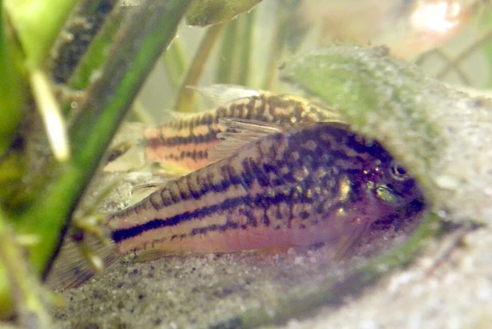 The Elegant corydoras (Corydoras elegans).