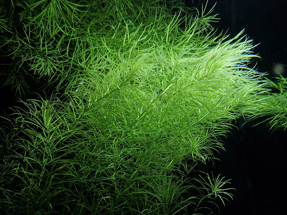 Pogostemon stellatus in the Botanischer Garten, Berlin-Dahlem