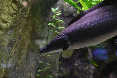 Aba Aba