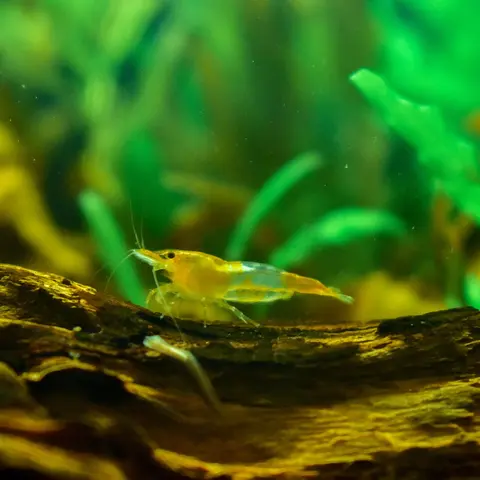 กุ้งเชอร์รี่สีเหลืองยืนบนขอนไม้ท่ามกลางต้นไม้น้ำ