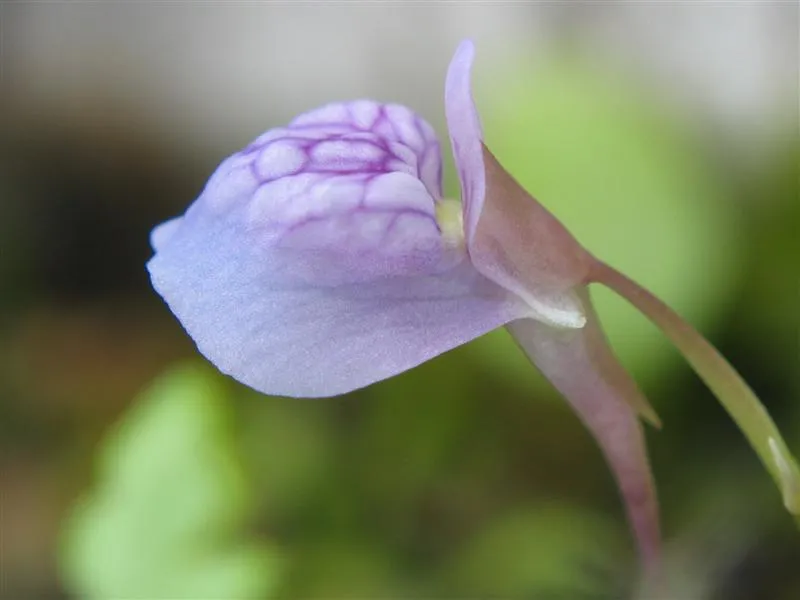 Cây rong bèo đất lá cỏ, Utricularia graminifolia
