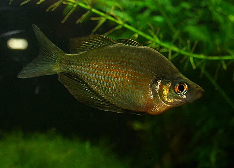 Cá cầu vồng hồ Wanam, Glossolepis wanamensis