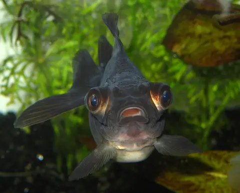 Ikan mas Black Moor tampak depan di antara tanaman air