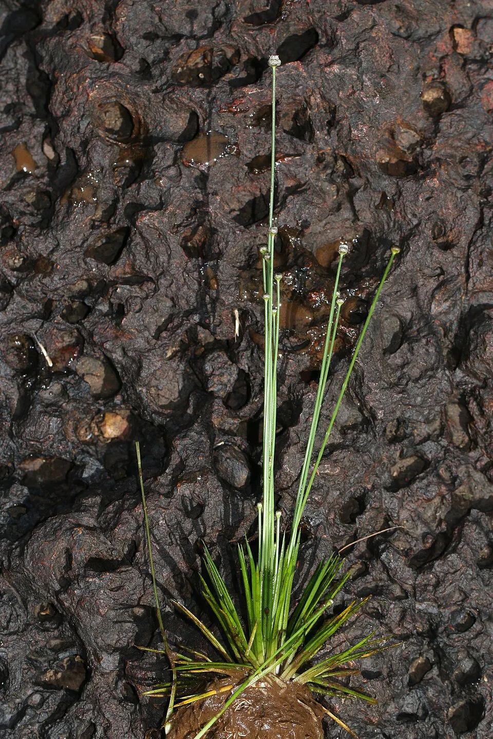 Photos of plants taken by V C Balakrishnan