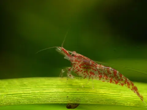 กุ้งเชอร์รี่สีน้ำตาลแบบป่าคลานบนใบไม้ในตู้