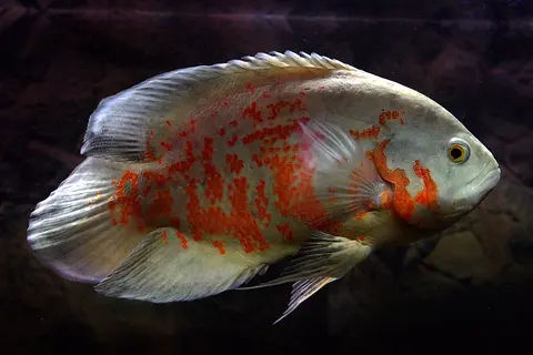 Oscar merah-putih (albino tiger) berenang di akuarium berdasar gelap