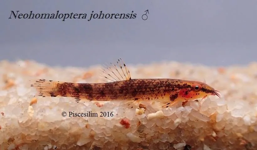 Cá bám đá Johor, Neohomaloptera johorensis