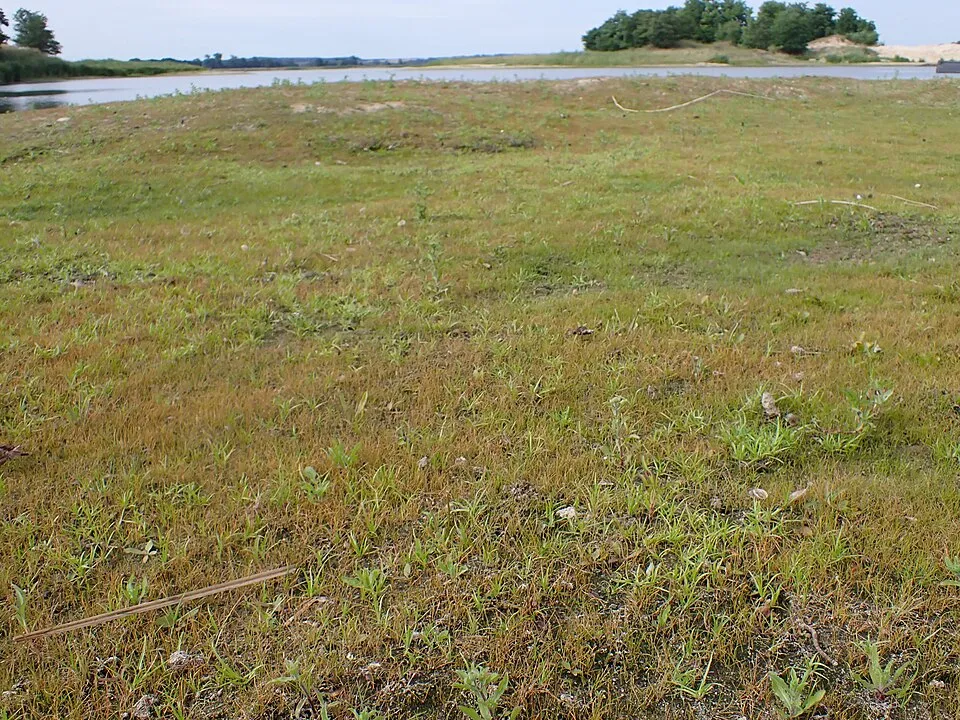 Eleocharis acicularis on Odra river banks in Bielinek, NW Poland