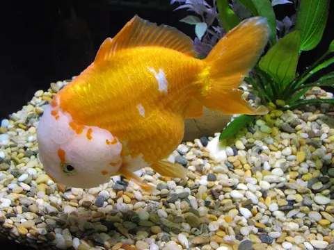 Ikan mas Oranda oranye putih berenang di akuarium berkerikil