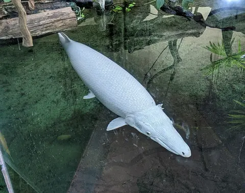 Ikan aligator