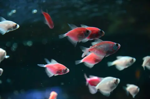 Sekelompok ikan GloFish tetra merah dan putih berenang di dalam akuarium