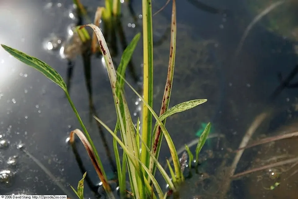 Location taken: Lilypons Water Gardens, Adamstown MD, USA. Names: Acorus gramineus 'Ogon' Sol. ex Aiton, Dwarf Golden Sweetflag, Golden Variegated Sweet Flag, Grassy-Leaved Sweet Flag, Japanese Rush, 