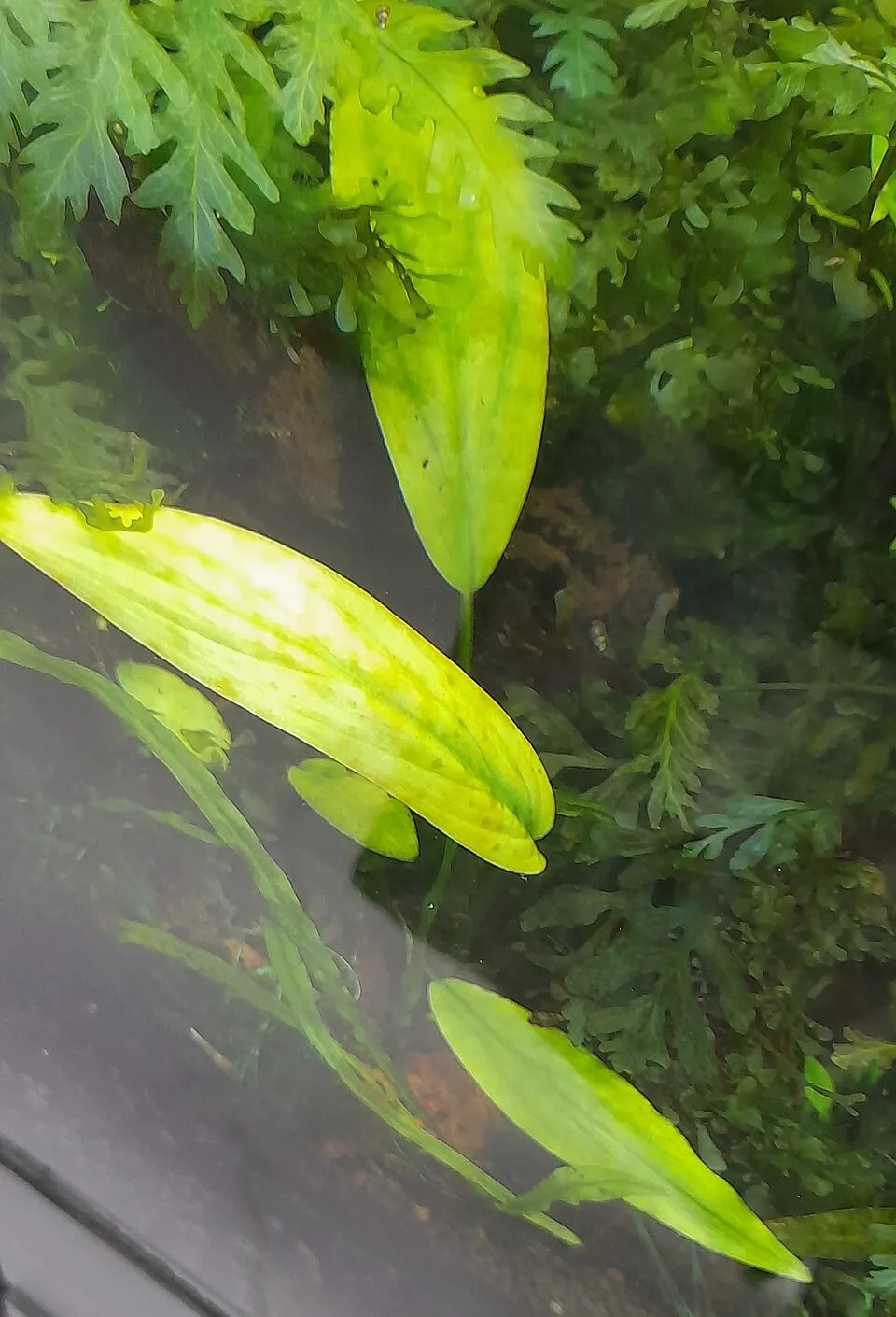 Araceae - Aquarium plant,rhizome ,slow growing,leaves bright green.