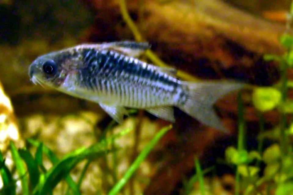 Cá chuột San Juan, Corydoras elegans