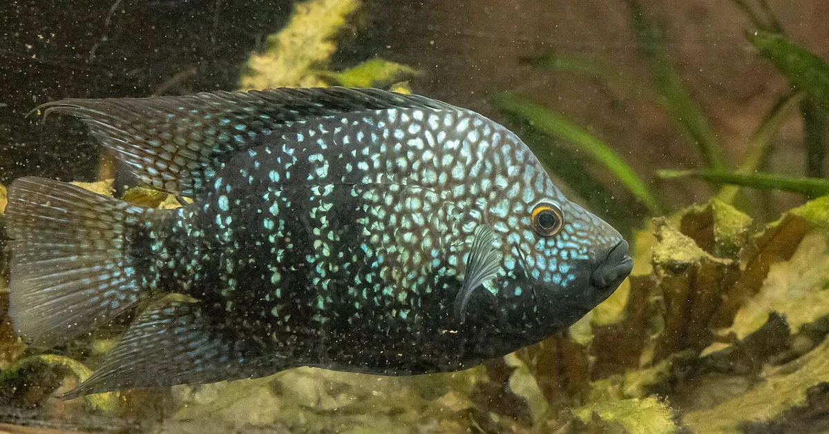 The pearlscale cichlid belongs to the cichlidae family of bony fishes. This family, with about 1700 species, is a large group of freshwater fish. In Burgers' Zoo you can meet cichlids at several place