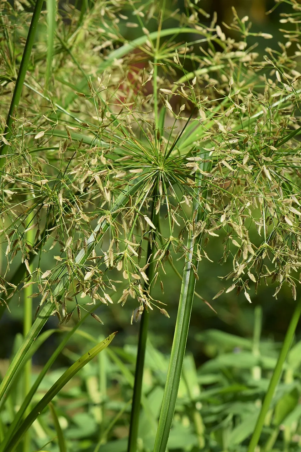 Cây cói Cyperus helferi, Cyperus helferi