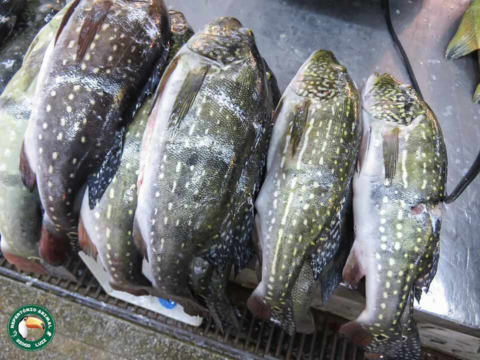 Cá hoàng đế sao, Cichla temensis