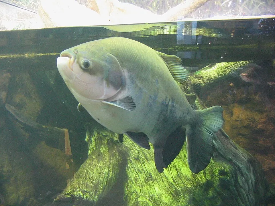 Cá hồng bụng đỏ, Piaractus brachypomus