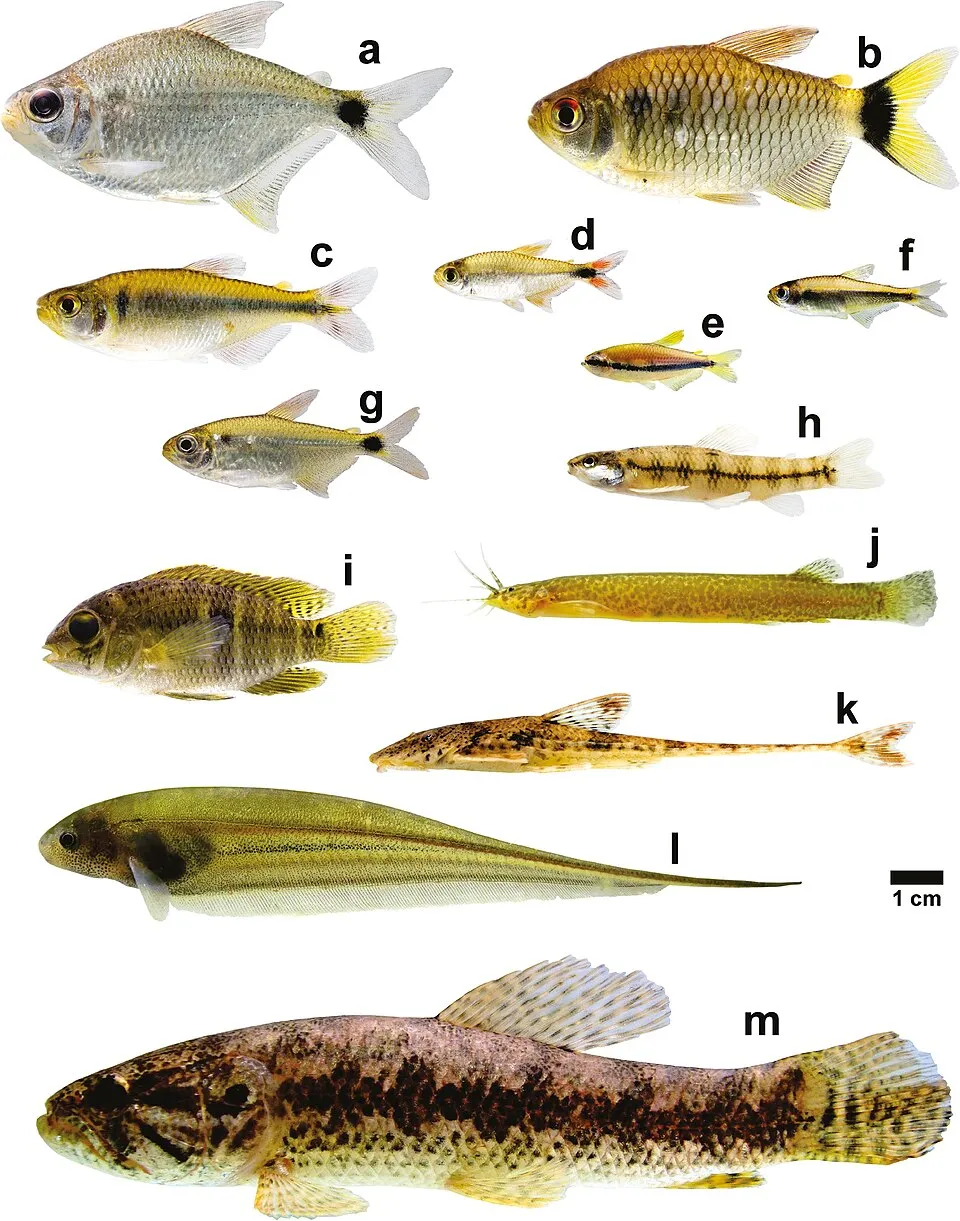 Species that contributed the most for total abundance and occurrence in the Aripuanã and Juruena river basins. a. Moenkhausia levidorsa; b. Moenkhausia oligolepis; c. Knodus sp. 1; d. Hemigrammus cf. 