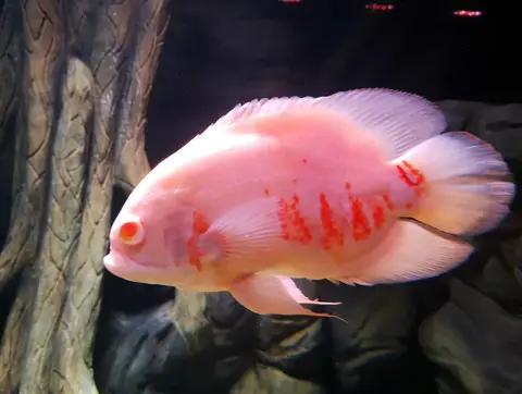 Oscar albino putih merah muda berbintik merah di akuarium